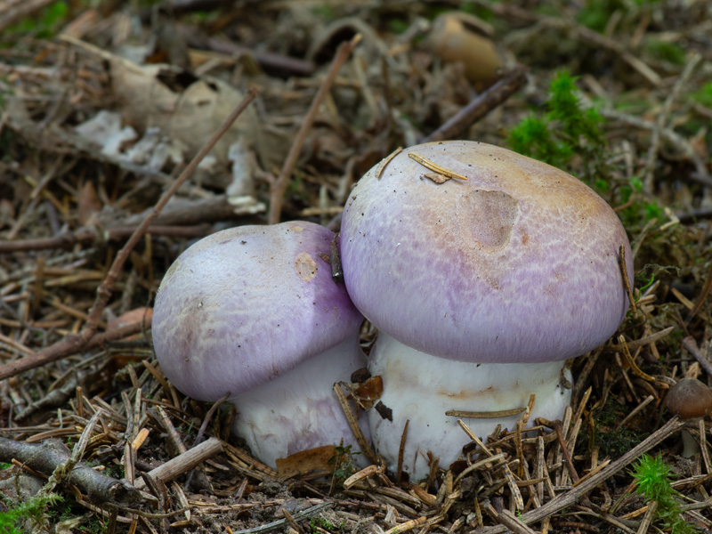 Cortinarius variicolor